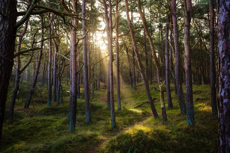 Fairytale Woods