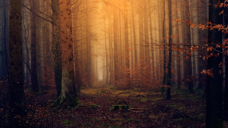 Magical Grove