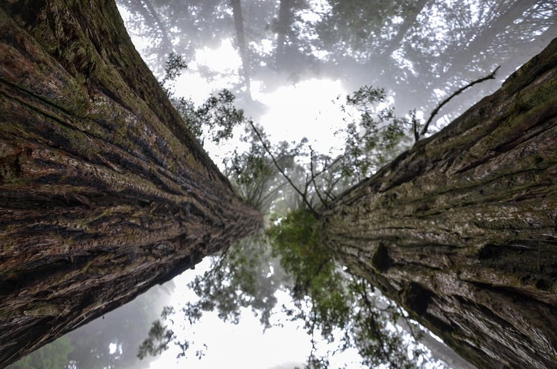 Mystical Grove