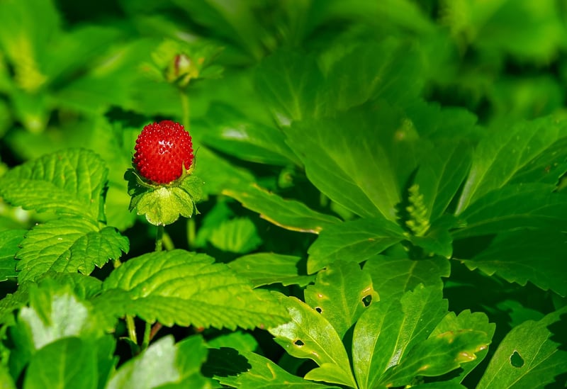 Fresh strawberries